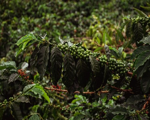 Lush green coffee plantations in the Eje Cafetero region